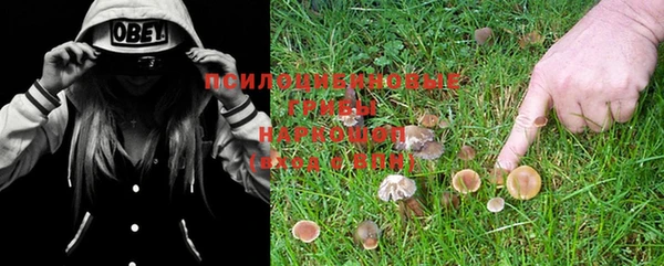 ГАЛЛЮЦИНОГЕННЫЕ ГРИБЫ Ельня